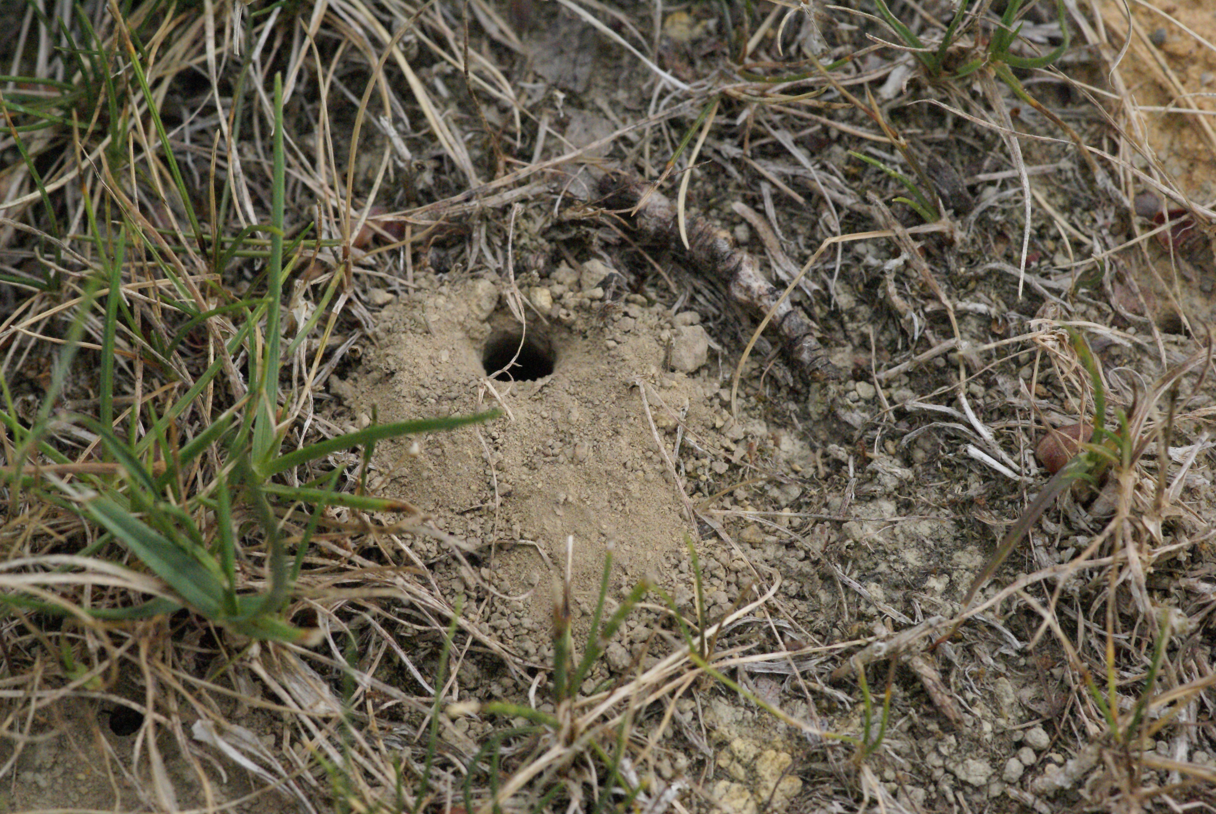 Abeilles solitaires